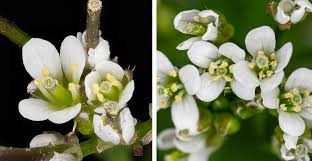 Attēlu rezultāti vaicājumam “Cardamine impatiens fruit”