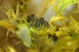 Attēlu rezultāti vaicājumam “Leskea polycarpa macro”