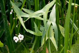 Attēlu rezultāti vaicājumam “Sagittaria sagittifolia”