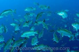 Image result for Lutjanus cyanopterus