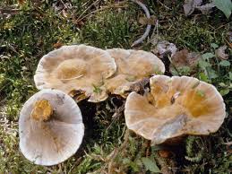 Attēlu rezultāti vaicājumam “Onnia tomentosa”