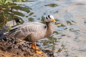 Attēlu rezultāti vaicājumam “Anser anser”