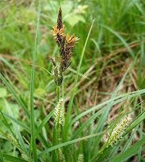 Attēlu rezultāti vaicājumam “Carex hirta male flower”