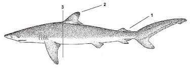 Image result for Carcharhinus falciformis