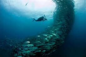 Image result for Tornado Divers