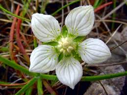 Attēlu rezultāti vaicājumam “Parnassiaceae”