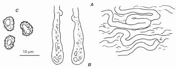 Attēlu rezultāti vaicājumam “Thelephora penicillata”
