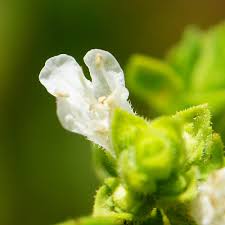 Attēlu rezultāti vaicājumam “Origanum vulgare bud”