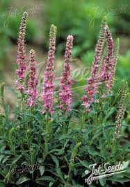 Attēlu rezultāti vaicājumam “Veronica spicata fruit”