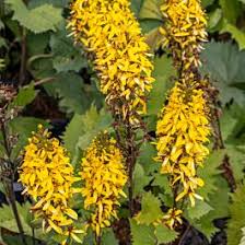 Attēlu rezultāti vaicājumam “Lycogala leopardinum young”