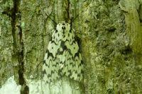 Attēlu rezultāti vaicājumam “Lymantria monacha pupa”