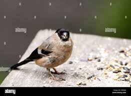 Attēlu rezultāti vaicājumam “Pyrrhula pyrrhula female”