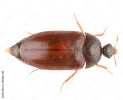 Attēlu rezultāti vaicājumam “Attagenus smirnovi”