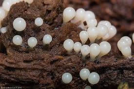 Attēlu rezultāti vaicājumam “Trichia varia”