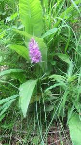 Attēlu rezultāti vaicājumam “Dactylorhiza maculata flower”