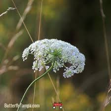 Attēlu rezultāti vaicājumam “Achillea millefolium bud”