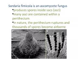 Attēlu rezultāti vaicājumam “Sordaria fimicola”