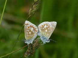 Attēlu rezultāti vaicājumam “Polyommatus icarus male”