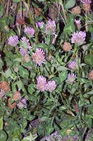 Attēlu rezultāti vaicājumam “Trifolium pratense”