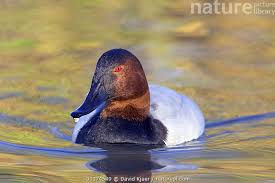 Image result for Aythya valisineria