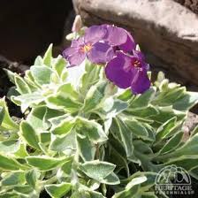 Image result for Aubrieta hybrida (cultorum)