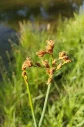 Attēlu rezultāti vaicājumam “Schoenoplectus lacustris subsp. glaucus bud”