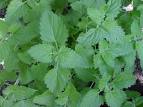 Catnip