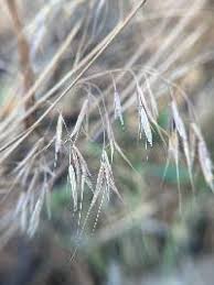 Attēlu rezultāti vaicājumam “Anisantha tectorum fruit”