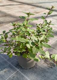 Image result for Pfefferminze