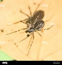 Attēlu rezultāti vaicājumam “Neriene montana”