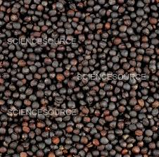 Attēlu rezultāti vaicājumam “Brassica napus fruit”