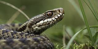 Attēlu rezultāti vaicājumam “Vipera berus”