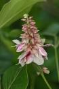 <b>Dioclea</b> multiflora #1