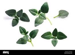 Attēlu rezultāti vaicājumam “Thymus serpyllum leaf”