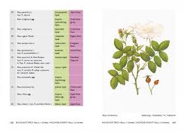 Attēlu rezultāti vaicājumam “Rosa subcanina”