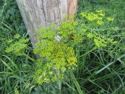 Attēlu rezultāti vaicājumam “Pastinaca sativa subsp. sylvestris”