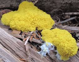 Image result for Fuligo septica