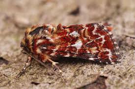 Attēlu rezultāti vaicājumam “Anarta myrtilli”