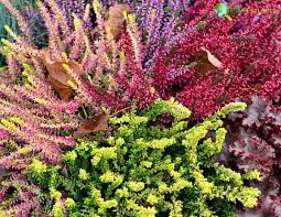 Attēlu rezultāti vaicājumam “Ericaceae”