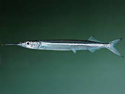 Attēlu rezultāti vaicājumam “Retinia resinella exuvia”