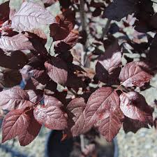 Attēlu rezultāti vaicājumam “Prunus cerasifera”