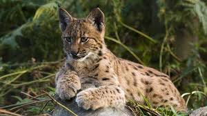Image result for Lancashire Lynx