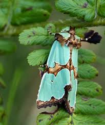 Attēlu rezultāti vaicājumam “Staurophora celsia”