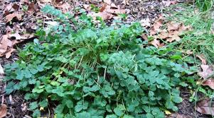 Attēlu rezultāti vaicājumam “Poterium sanguisorba”