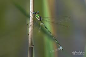 Attēlu rezultāti vaicājumam “Lestes virens”