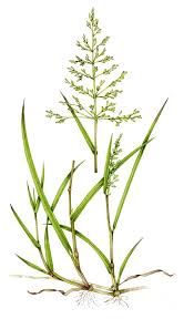 Attēlu rezultāti vaicājumam “Poa trivialis”