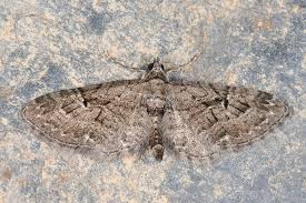 Attēlu rezultāti vaicājumam “Eupithecia pusillata”