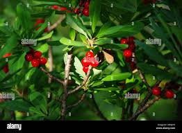 Attēlu rezultāti vaicājumam “Daphne mezereum fruit”