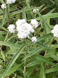 Attēlu rezultāti vaicājumam “Anaphalis margaritacea leaf”