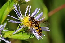 Attēlu rezultāti vaicājumam “Helophilus sp.”